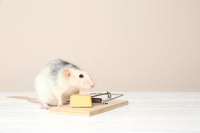 Photo of Rat and mousetrap with cheese on table against beige background. Pest control