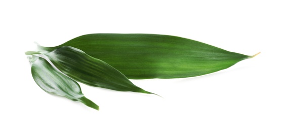 Photo of Fresh green ginger leaves isolated on white