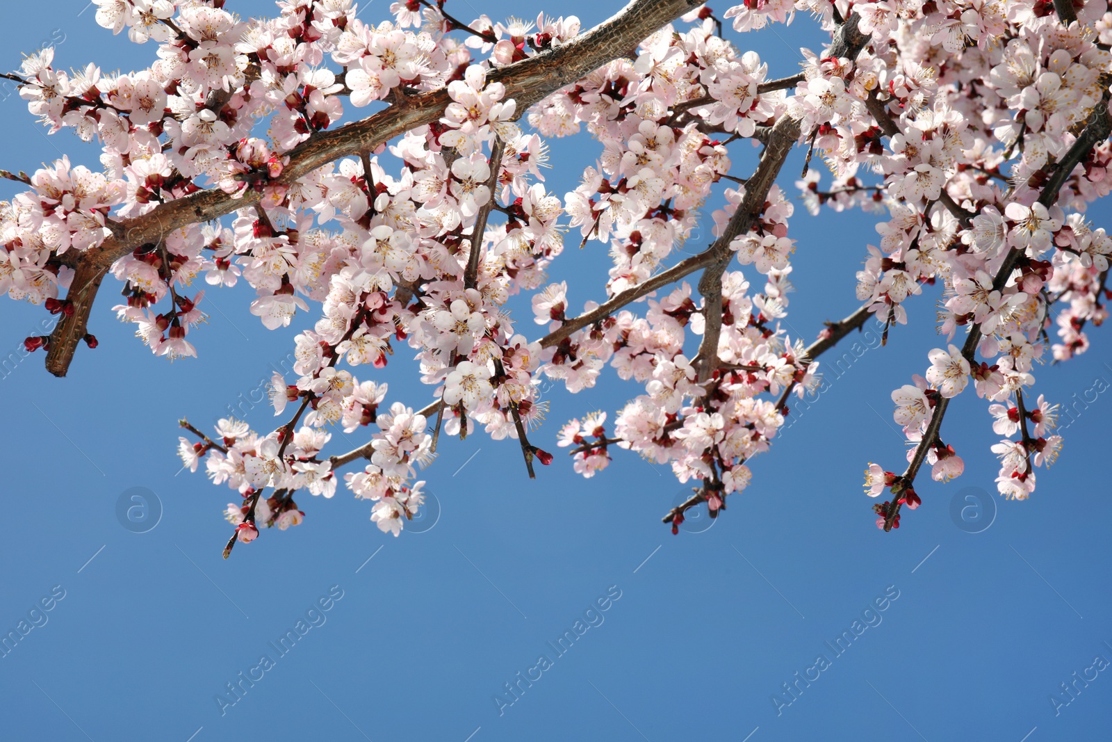 Photo of Closeup view of blossoming apricot tree on sunny day outdoors. Springtime