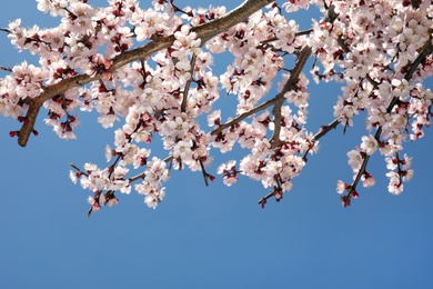 Closeup view of blossoming apricot tree on sunny day outdoors. Springtime