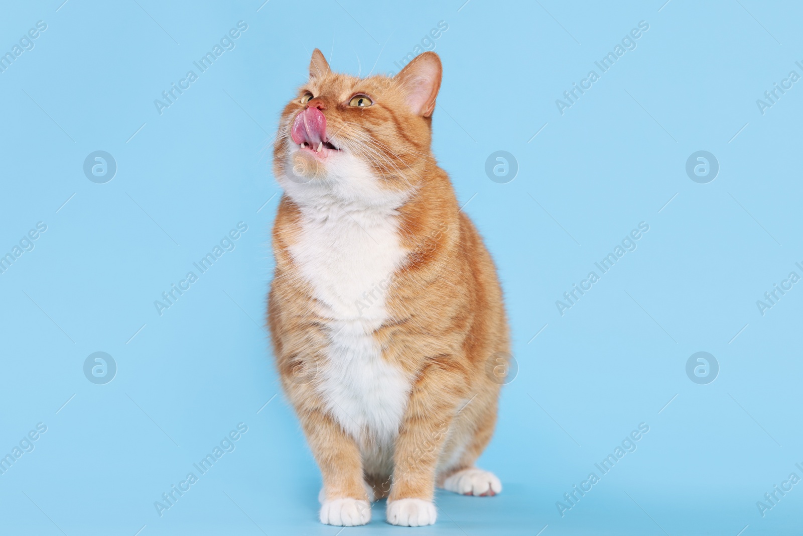 Photo of Cute cat licking itself on light blue background