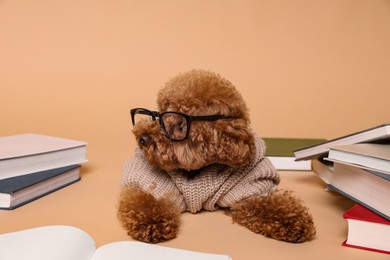 Cute Maltipoo dog in knitted sweater and glasses surrounded by many books on beige background