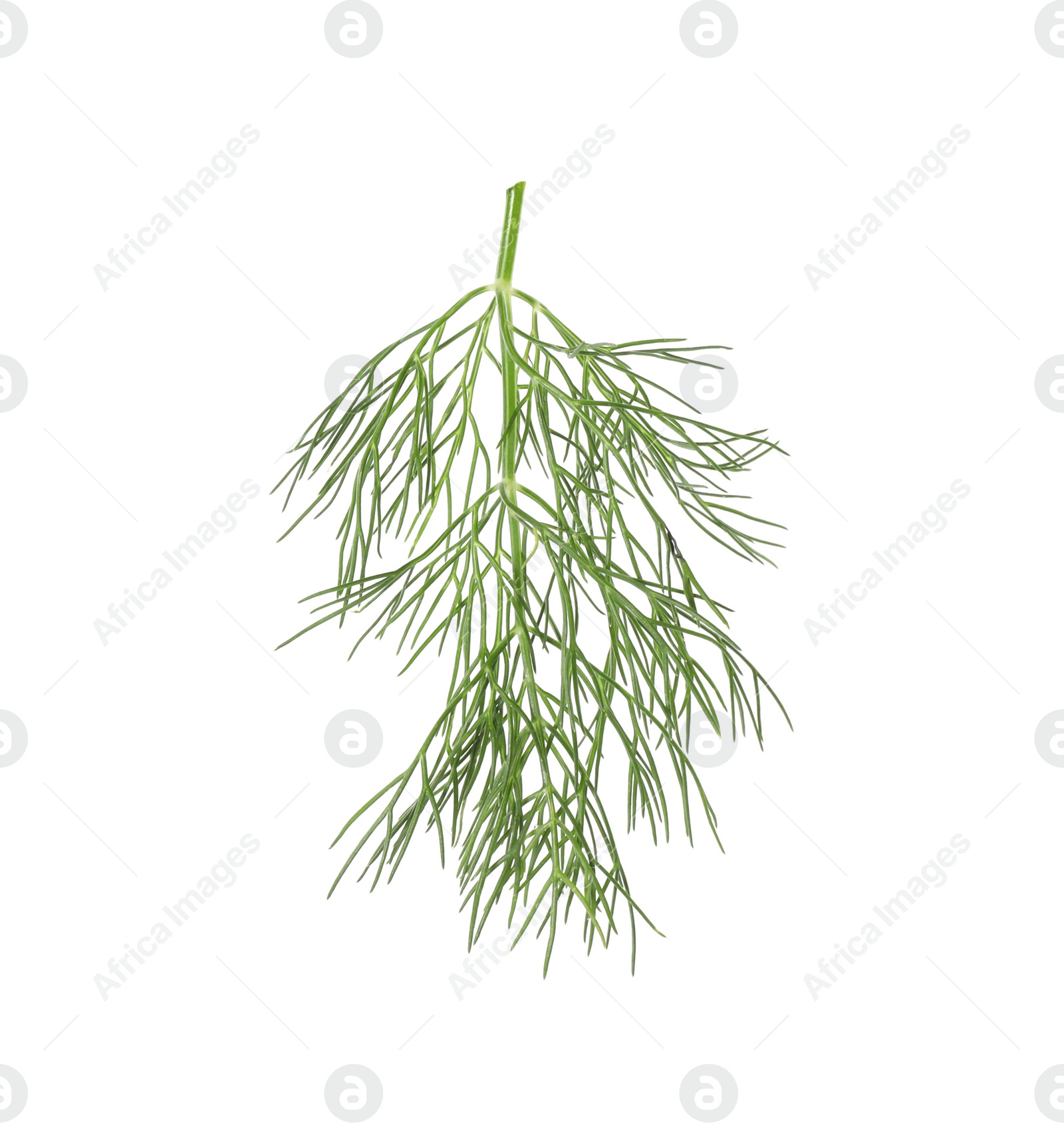 Photo of One sprig of fresh dill isolated on white