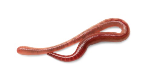 Photo of One earthworm isolated on white. Terrestrial invertebrates