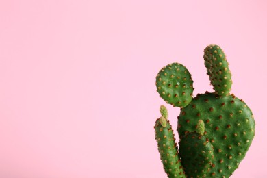 Photo of Beautiful green exotic cactus on pink background. Space for text