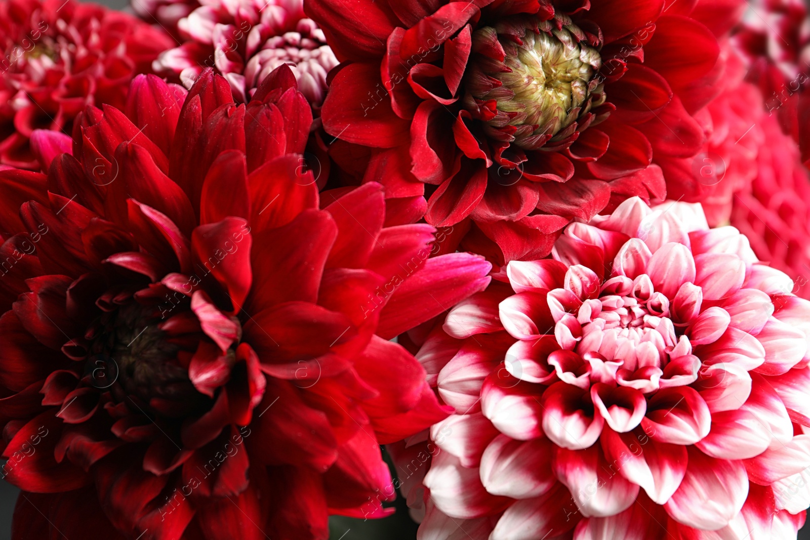 Photo of Beautiful blooming dahlia flowers as background, closeup