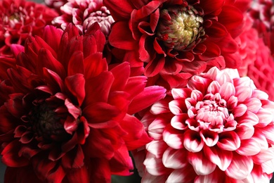 Photo of Beautiful blooming dahlia flowers as background, closeup