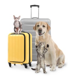 Cute cats and dog with suitcases packed for journey on white background. Travelling with pet