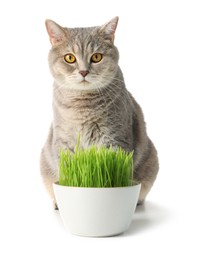 Photo of Cute cat near potted green grass isolated on white