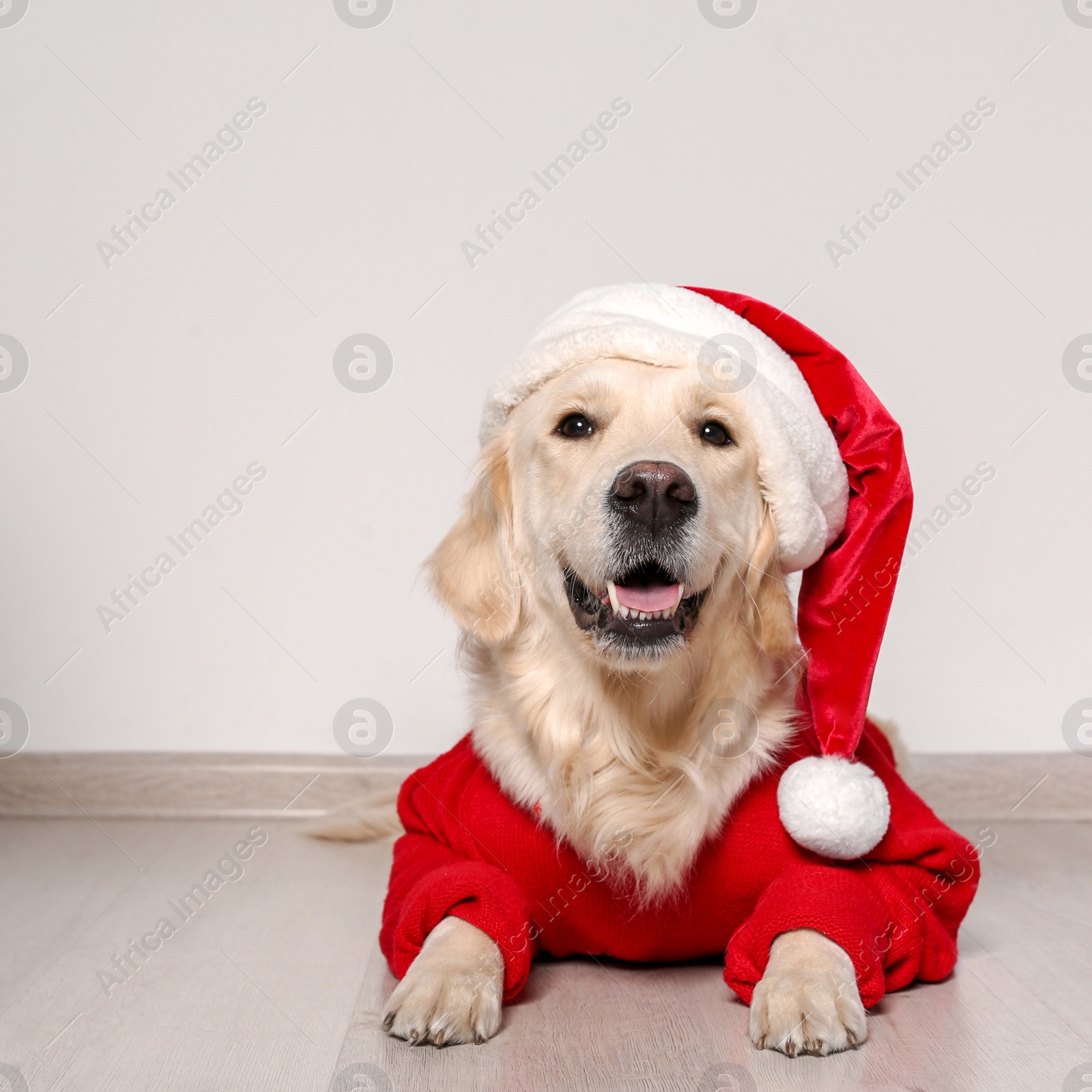 Photo of Cute dog in warm sweater and Christmas hat on floor