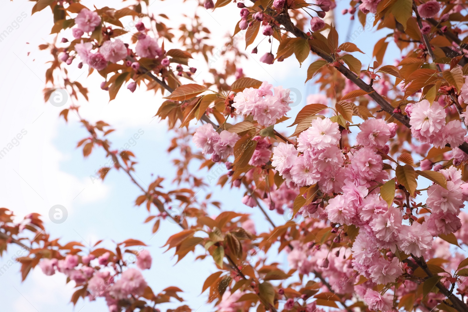 Photo of Beautiful blooming sakura outdoors on sunny spring day