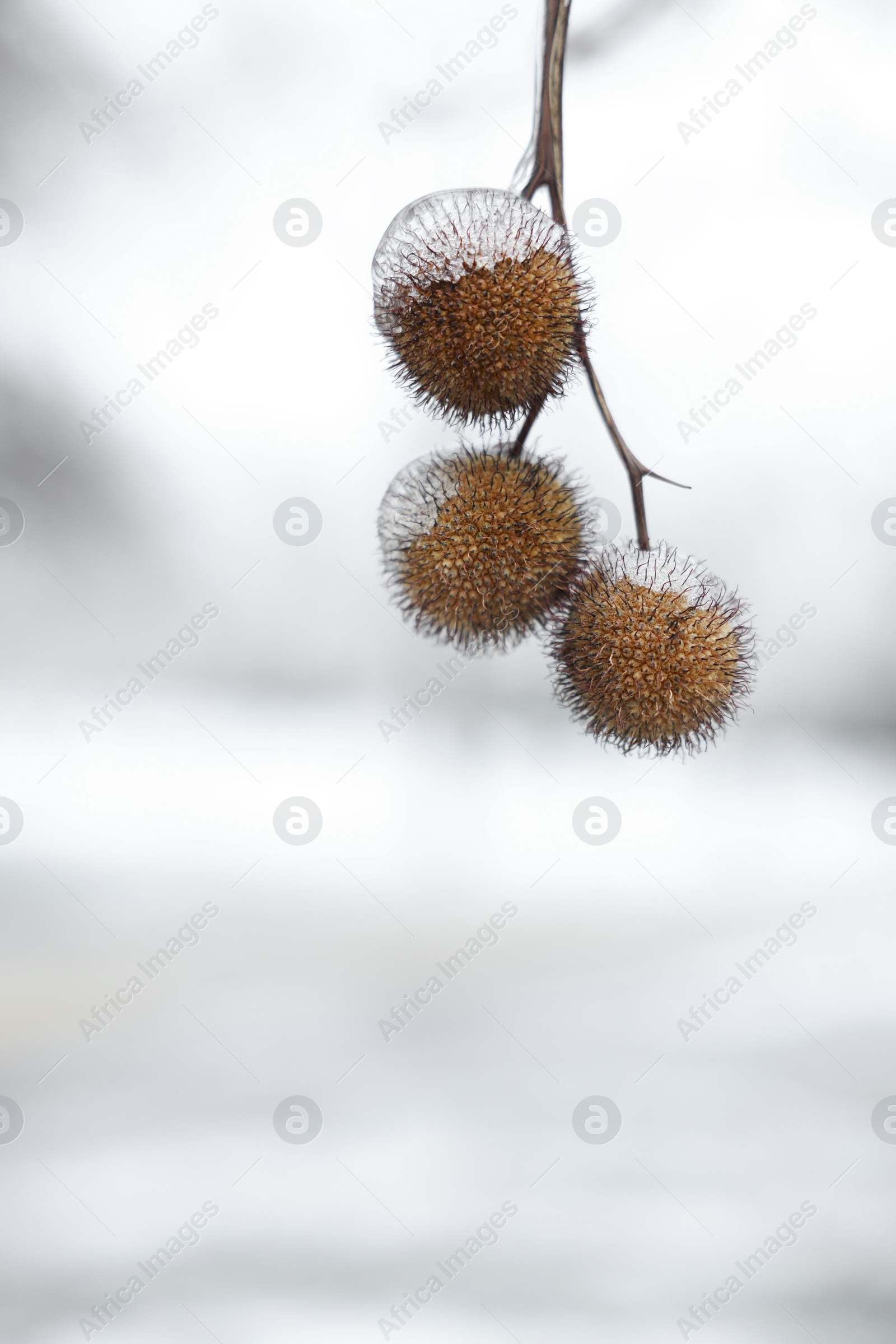 Photo of Closeup view of sycamore tree with seed balls in ice glaze outdoors on winter day. Space for text