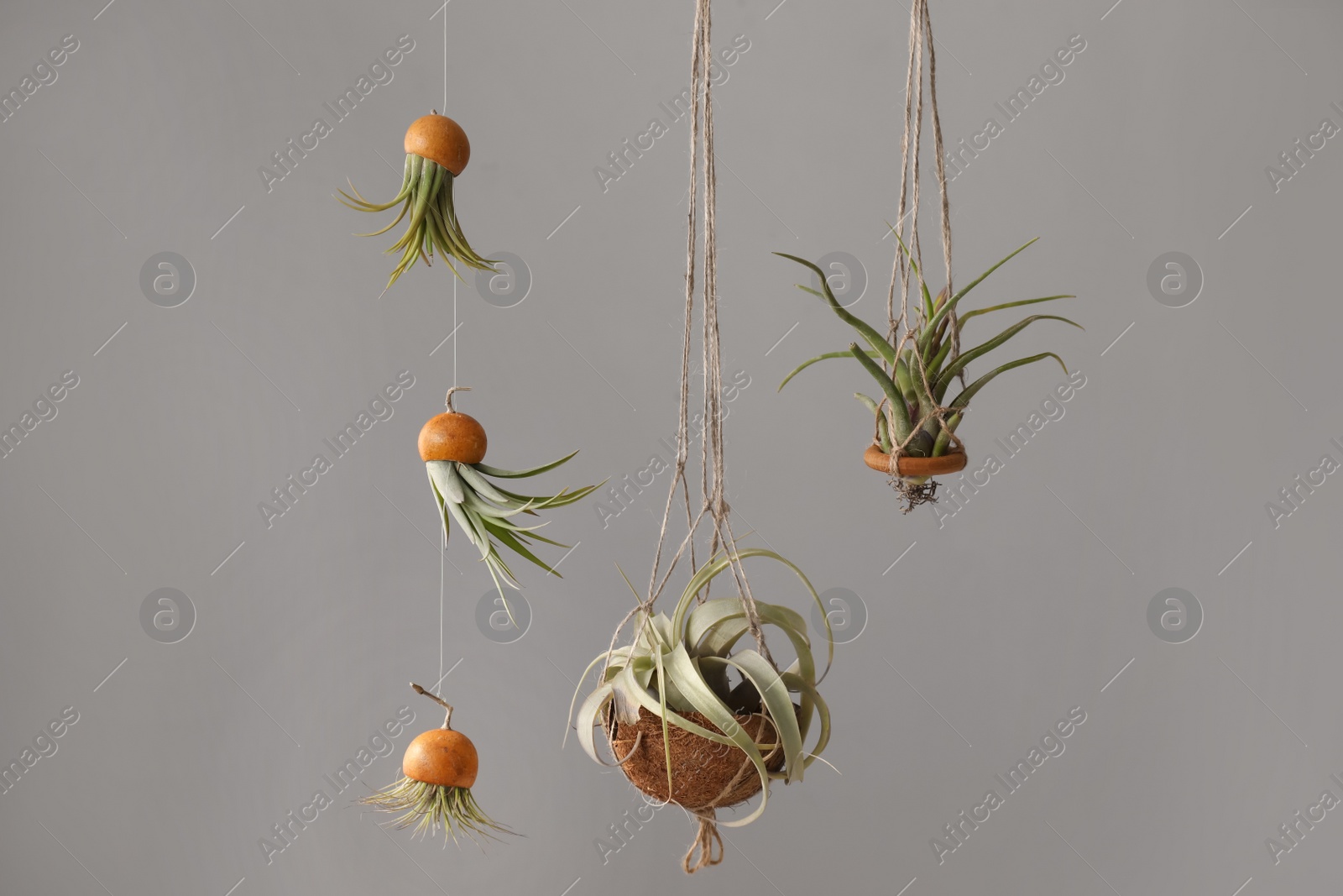 Photo of Tillandsia plants hanging on grey background. House decor