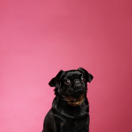 Photo of Adorable black Petit Brabancon dog on pink background