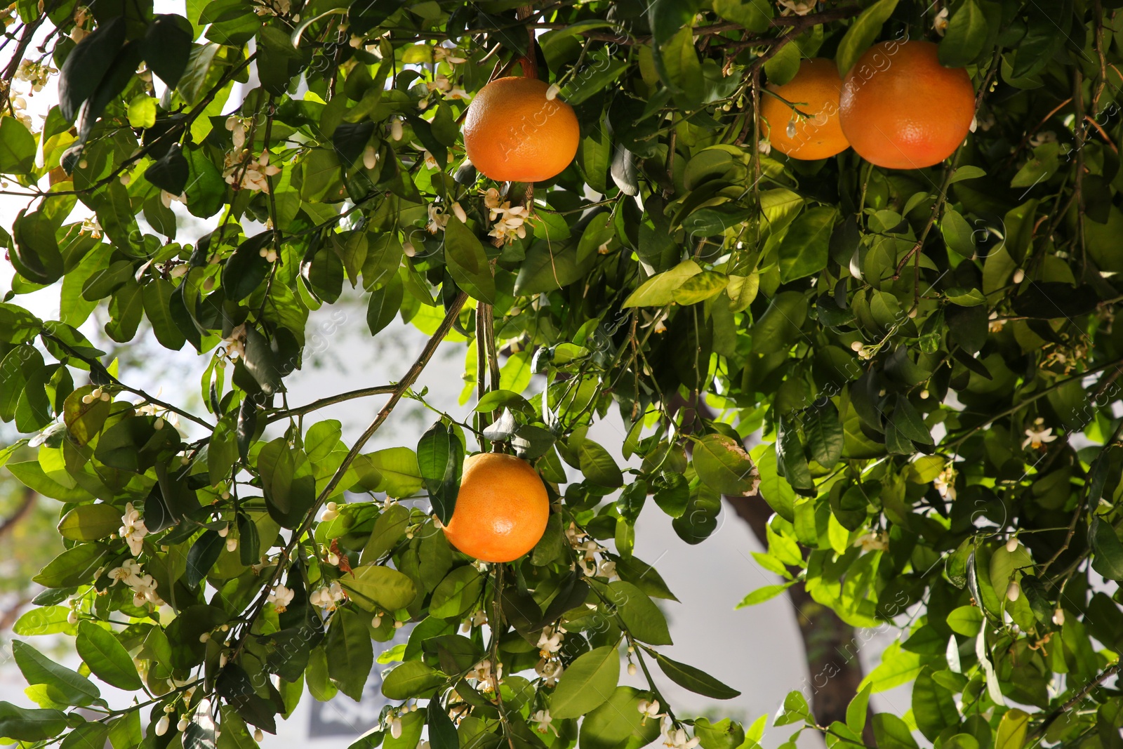 Photo of Fresh ripe grapefruits growing on tree outdoors