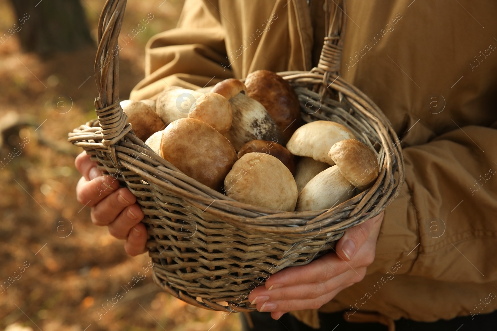 Photo of Woman holding basket with porcini mushrooms in forest, closeup