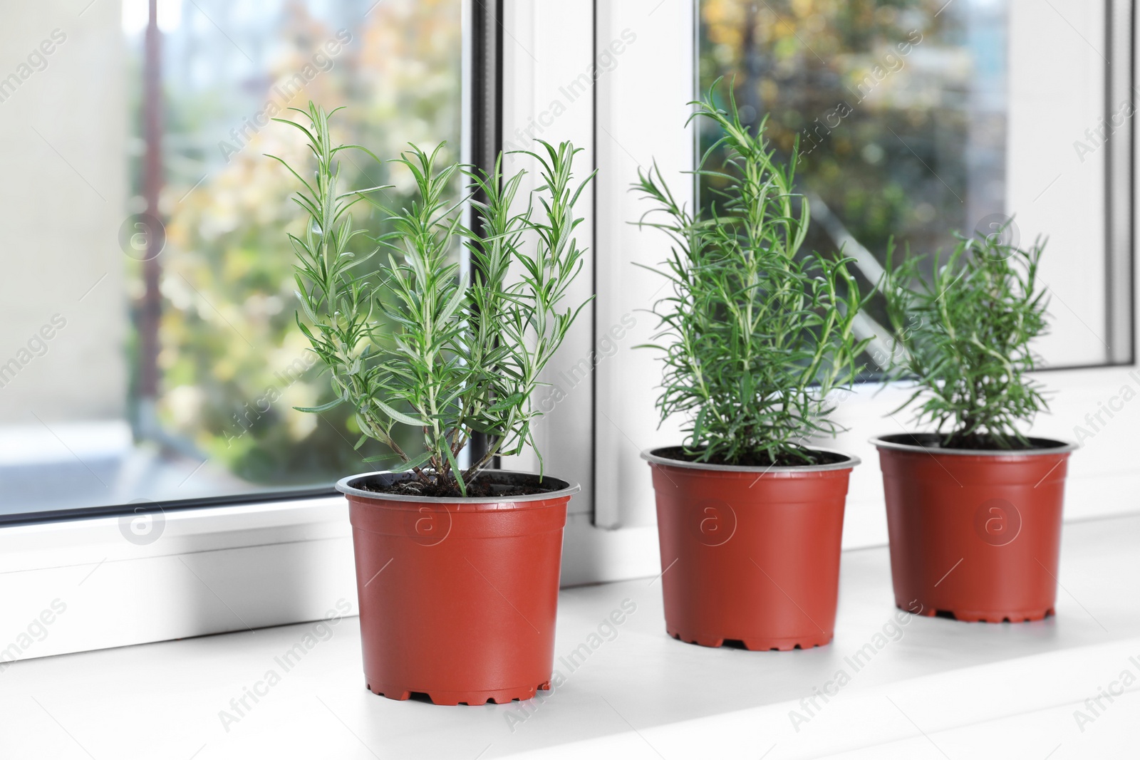 Photo of Aromatic green potted rosemary on windowsill indoors