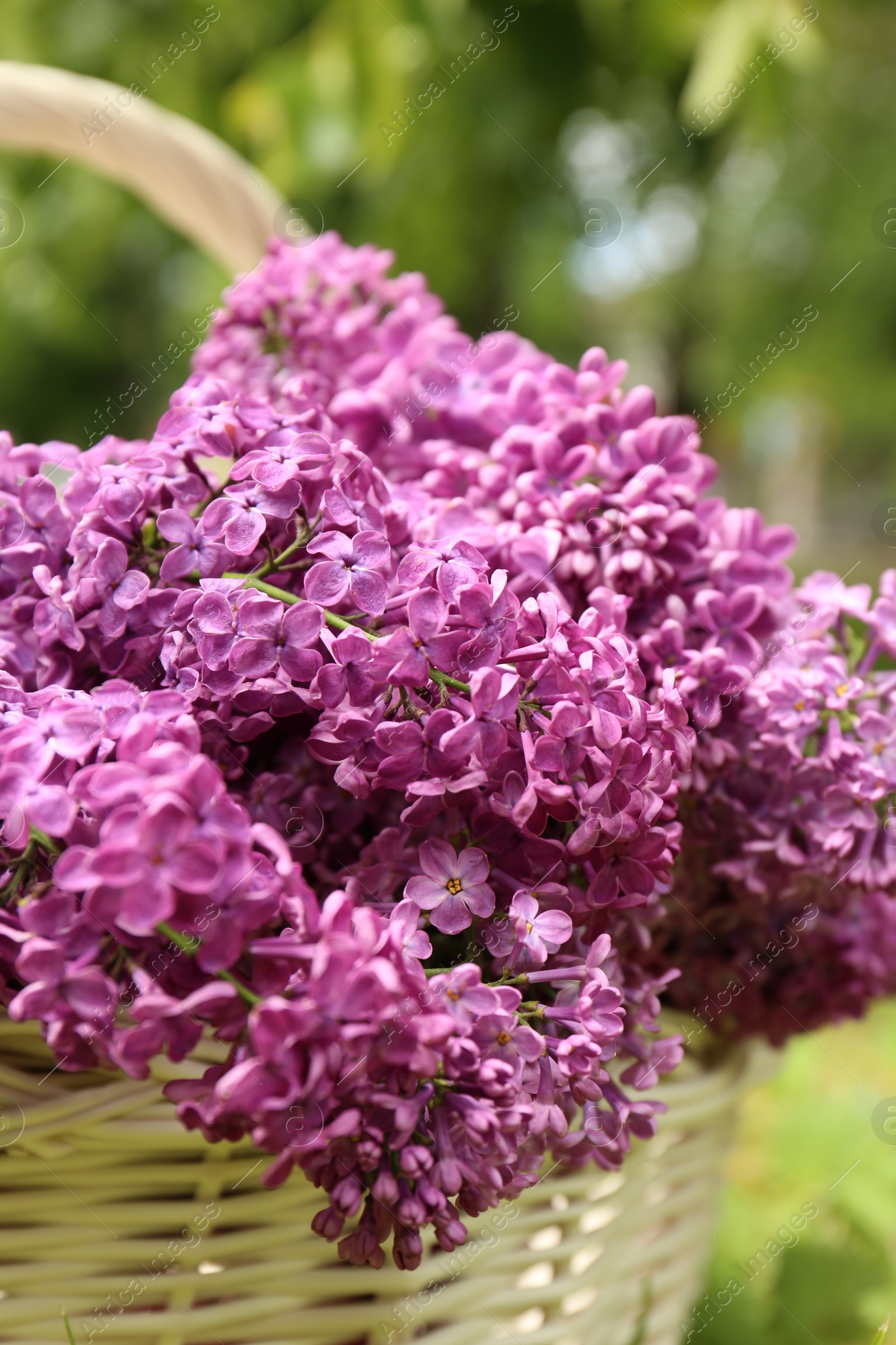 Photo of Beautiful lilac flowers in wicker basket outdoors, closeup