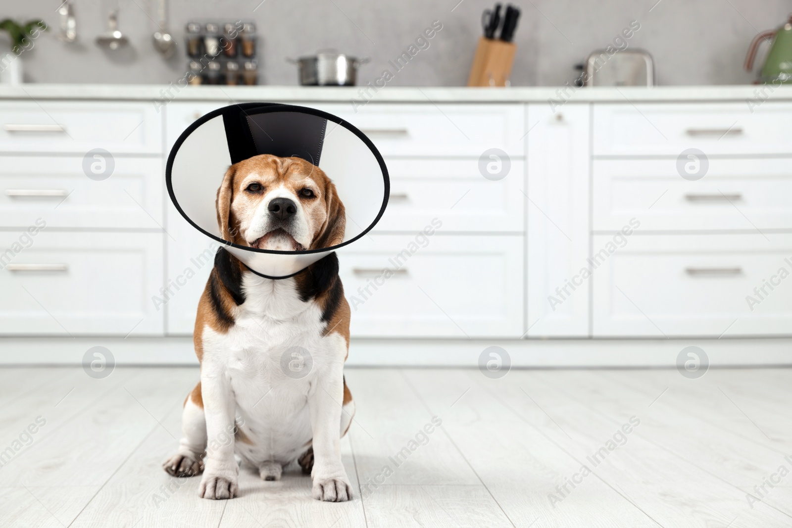 Photo of Adorable Beagle dog wearing medical plastic collar on floor indoors, space for text