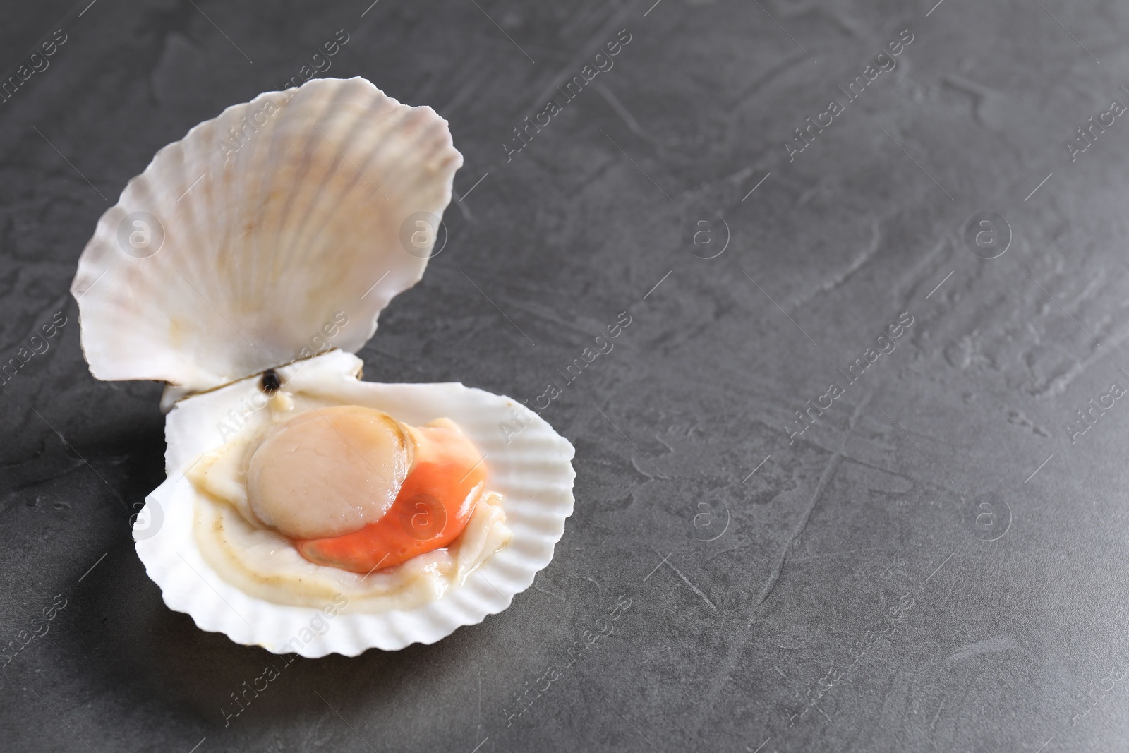 Photo of Fresh raw scallop with shell on grey table, closeup. Space for text