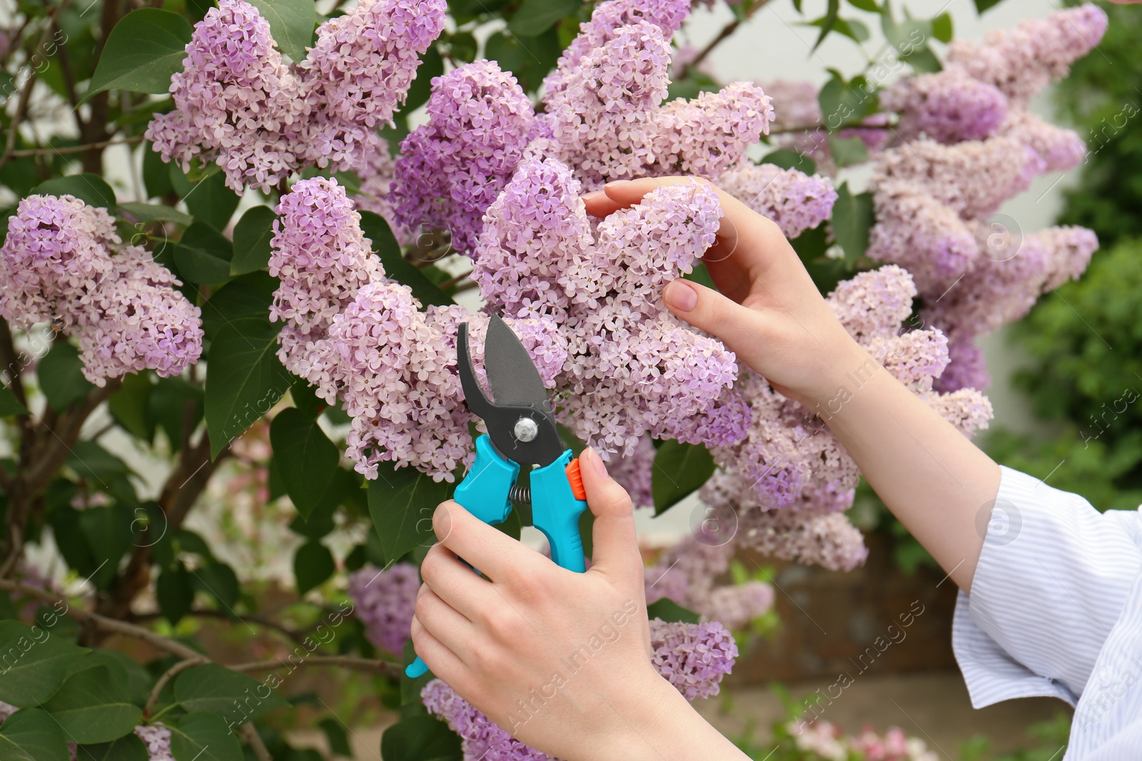 Photo of Gardener pruning lilac branch with secateurs outdoors, closeup