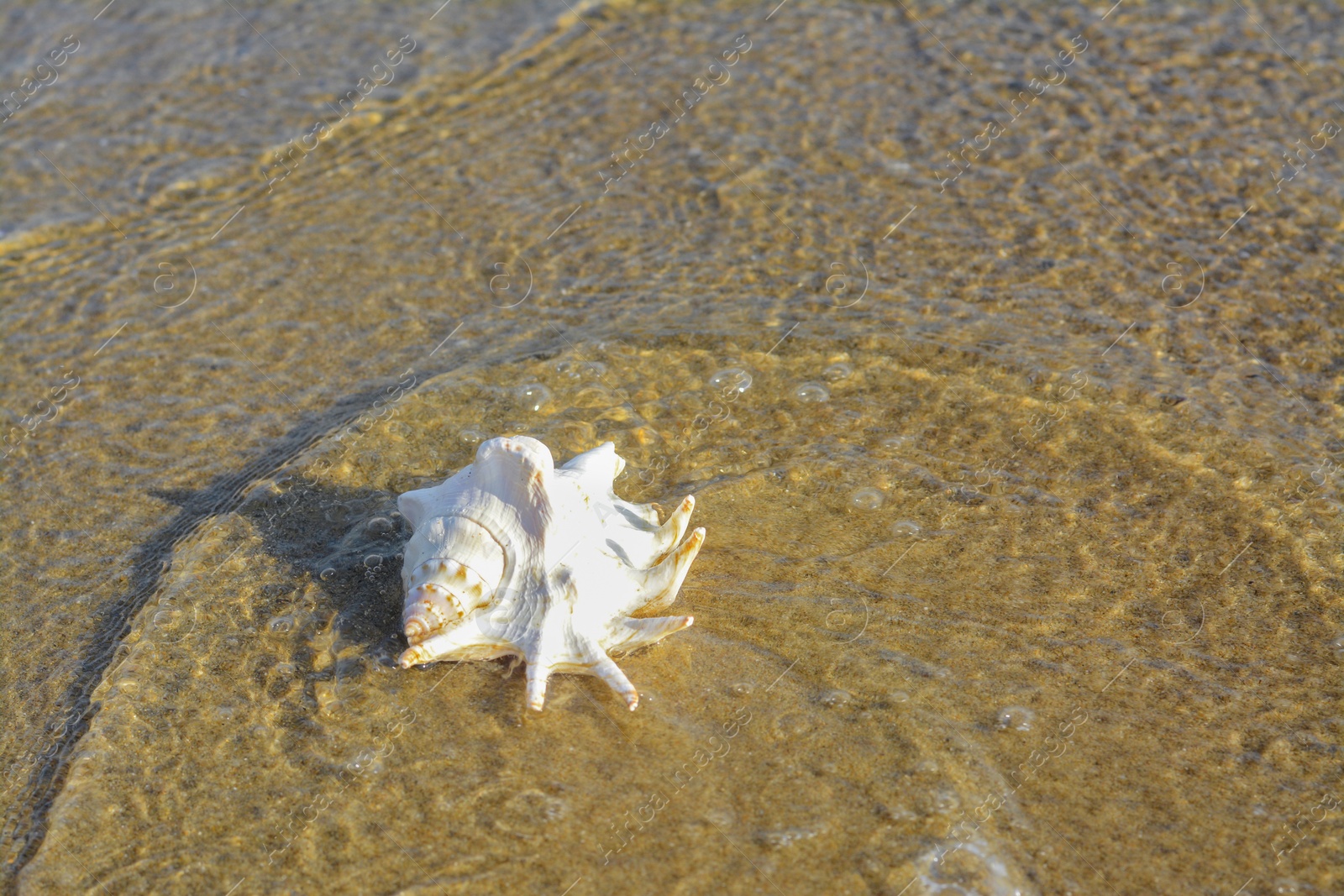 Photo of Beautiful seashell in waves on sandy beach, space for text