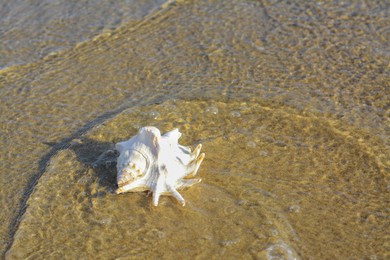 Photo of Beautiful seashell in waves on sandy beach, space for text