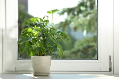 Photo of Beautiful monstera in pot on wooden window sill. Space for text