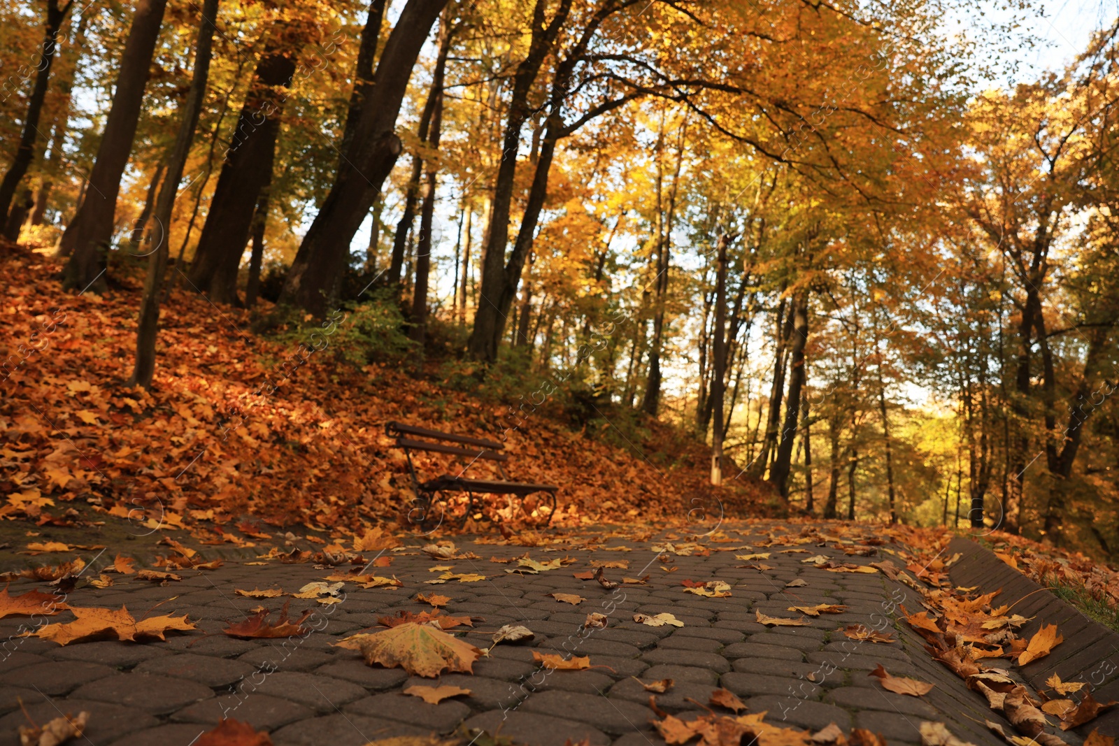 Photo of Beautiful yellowed trees and paved pathway in park