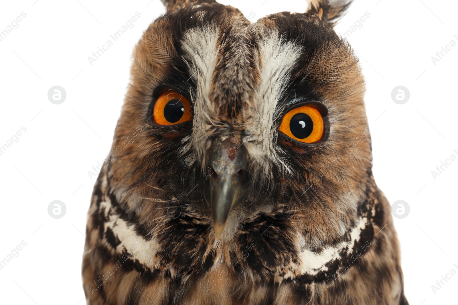 Photo of Beautiful eagle owl on white background, closeup. Predatory bird