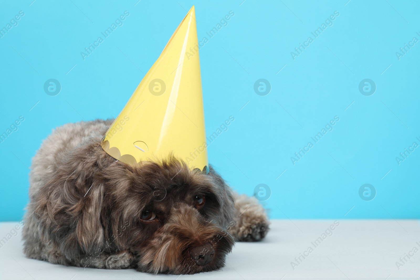 Photo of Cute Maltipoo dog with party hat on light blue background, space for text. Lovely pet