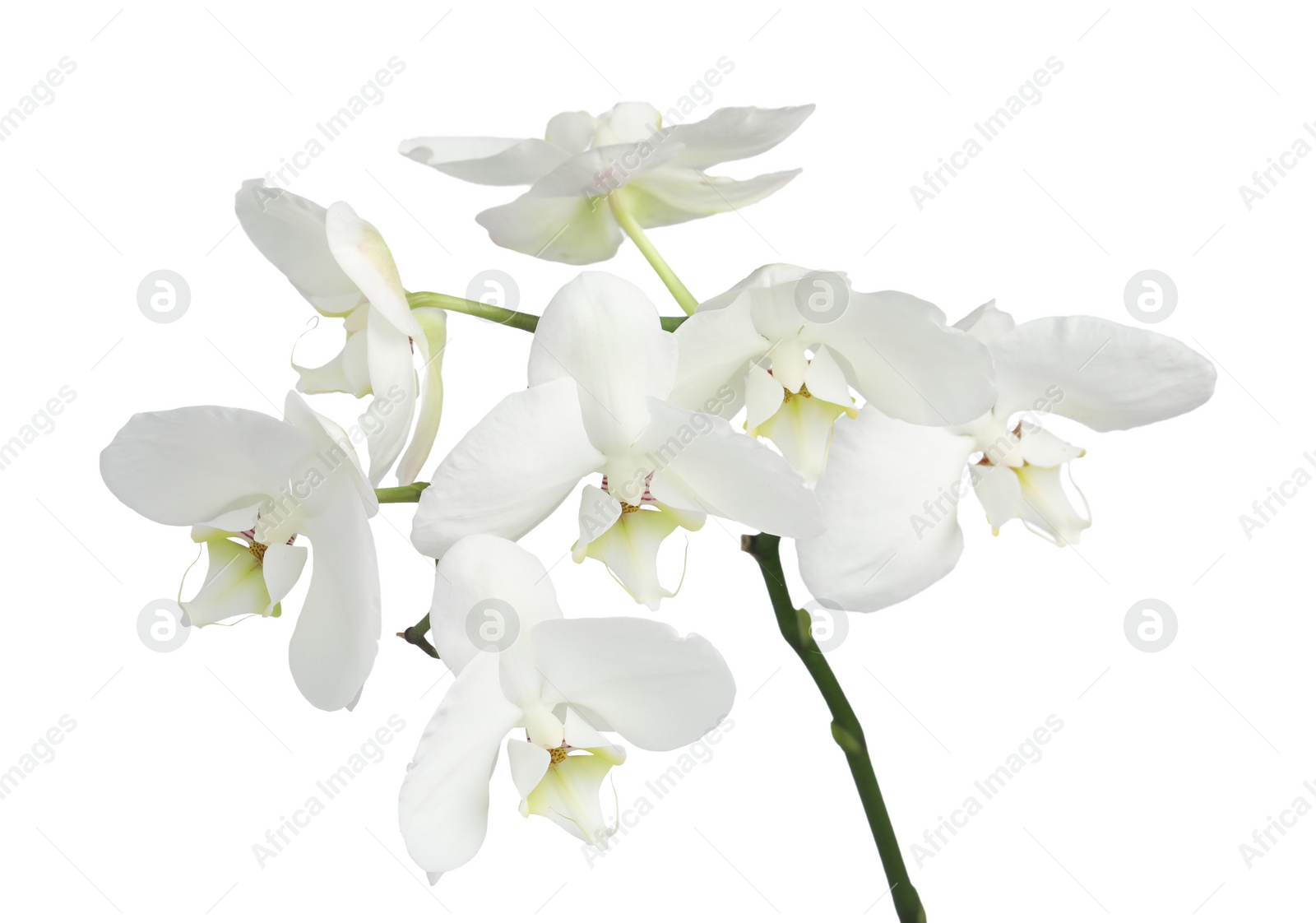 Photo of Branch with beautiful orchid flowers isolated on white