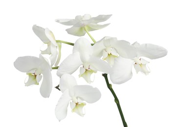 Photo of Branch with beautiful orchid flowers isolated on white