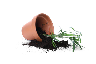 Overturned terracotta flower pot with soil and plant isolated on white