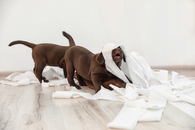 Photo of Cute chocolate Labrador Retriever puppies playing with torn paper on floor indoors