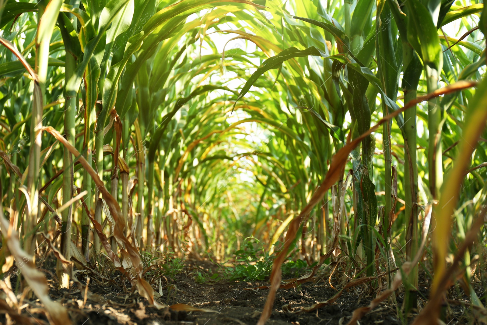 Photo of Tunnel of green corn leaves on field