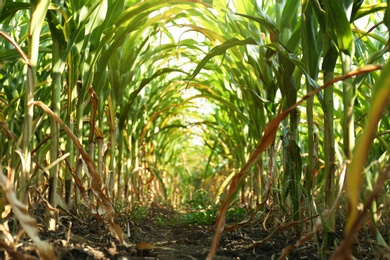 Photo of Tunnel of green corn leaves on field