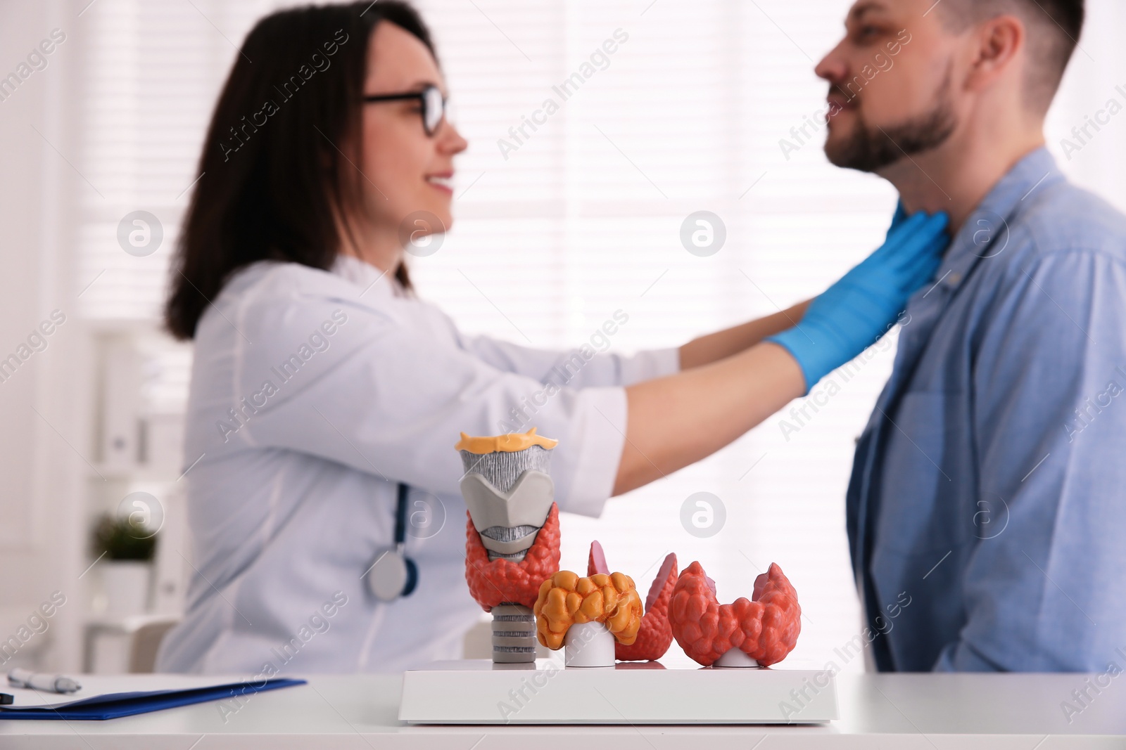 Photo of Doctor examining thyroid gland of patient in hospital, focus on organ models