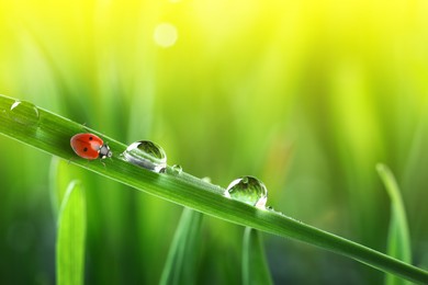 Image of Tiny ladybug and water drops on grass against blurred background, closeup