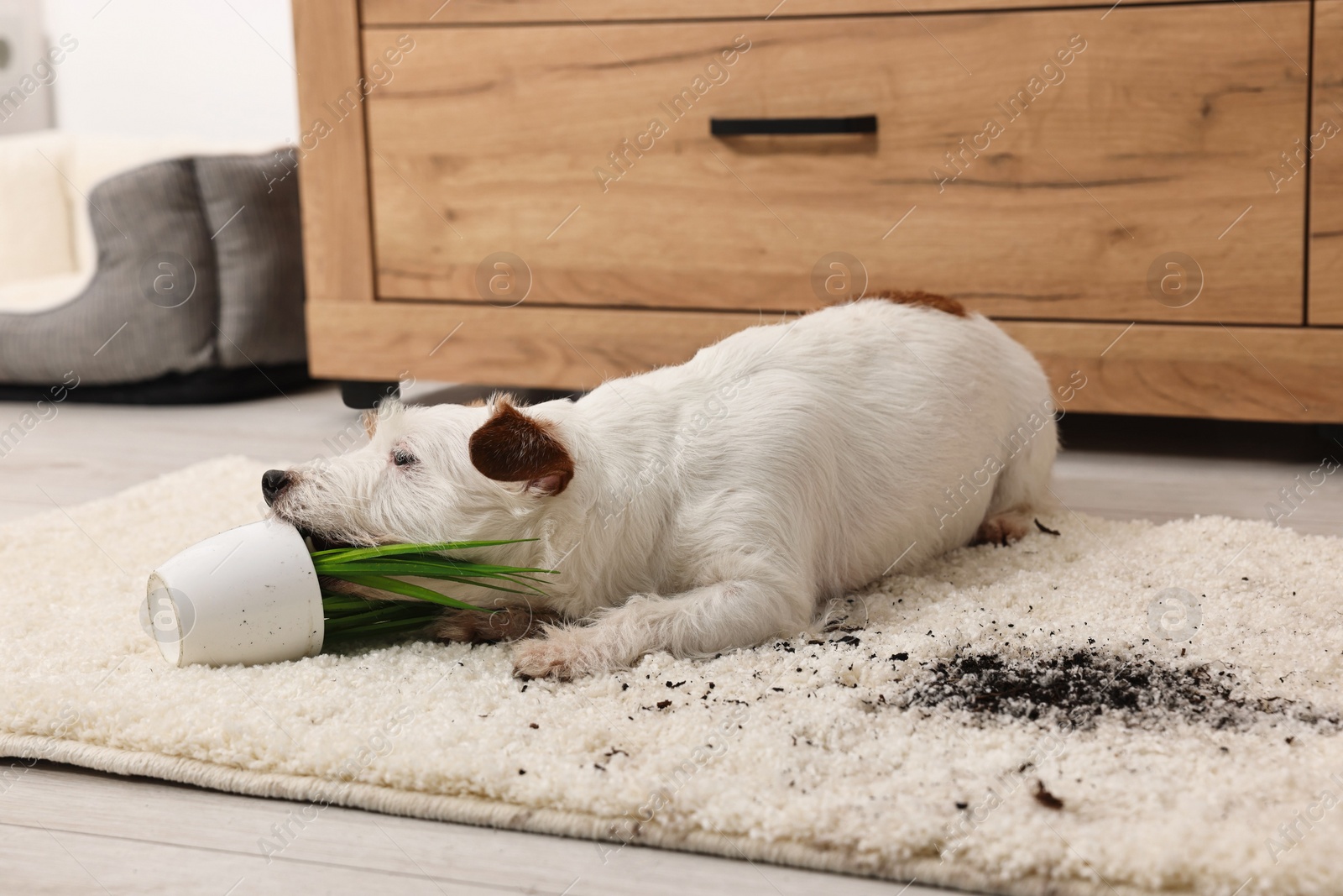 Photo of Cute dog near overturned houseplant on rug indoors