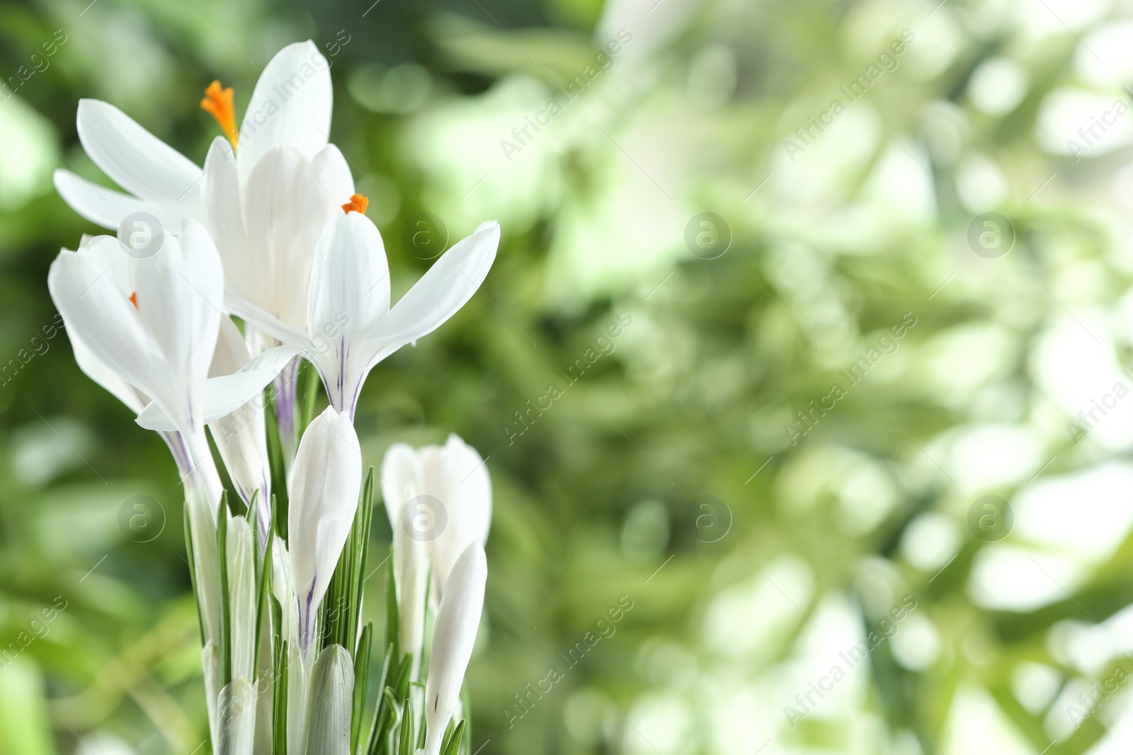 Photo of Beautiful spring crocus flowers on blurred background, space for text