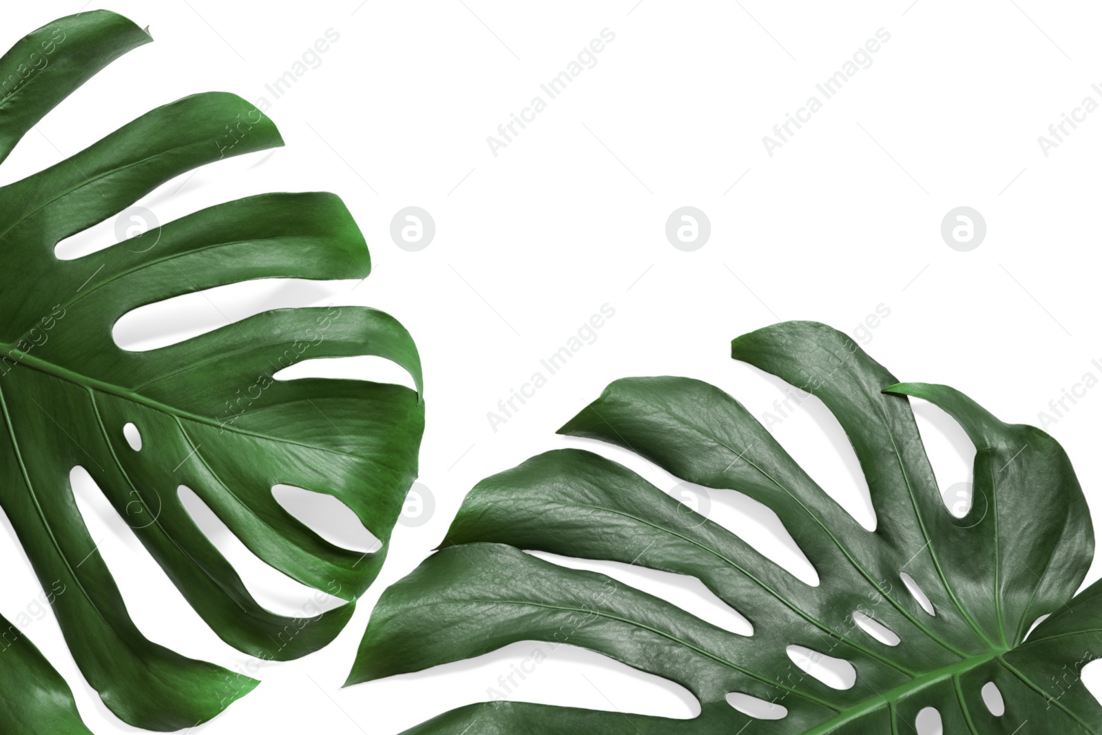 Photo of Green fresh monstera leaves on white background, top view. Tropical plant