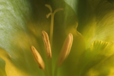 Photo of Beautiful light green Gladiolus flower as background, macro view