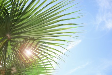 Photo of Beautiful view of palm branches on sunny summer day