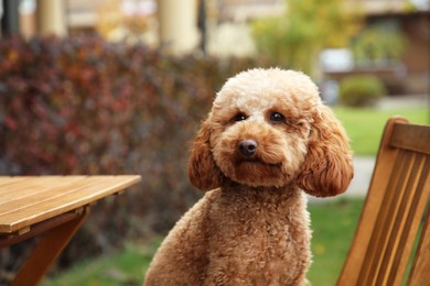 Photo of Cute fluffy dog sitting at table in outdoor cafe