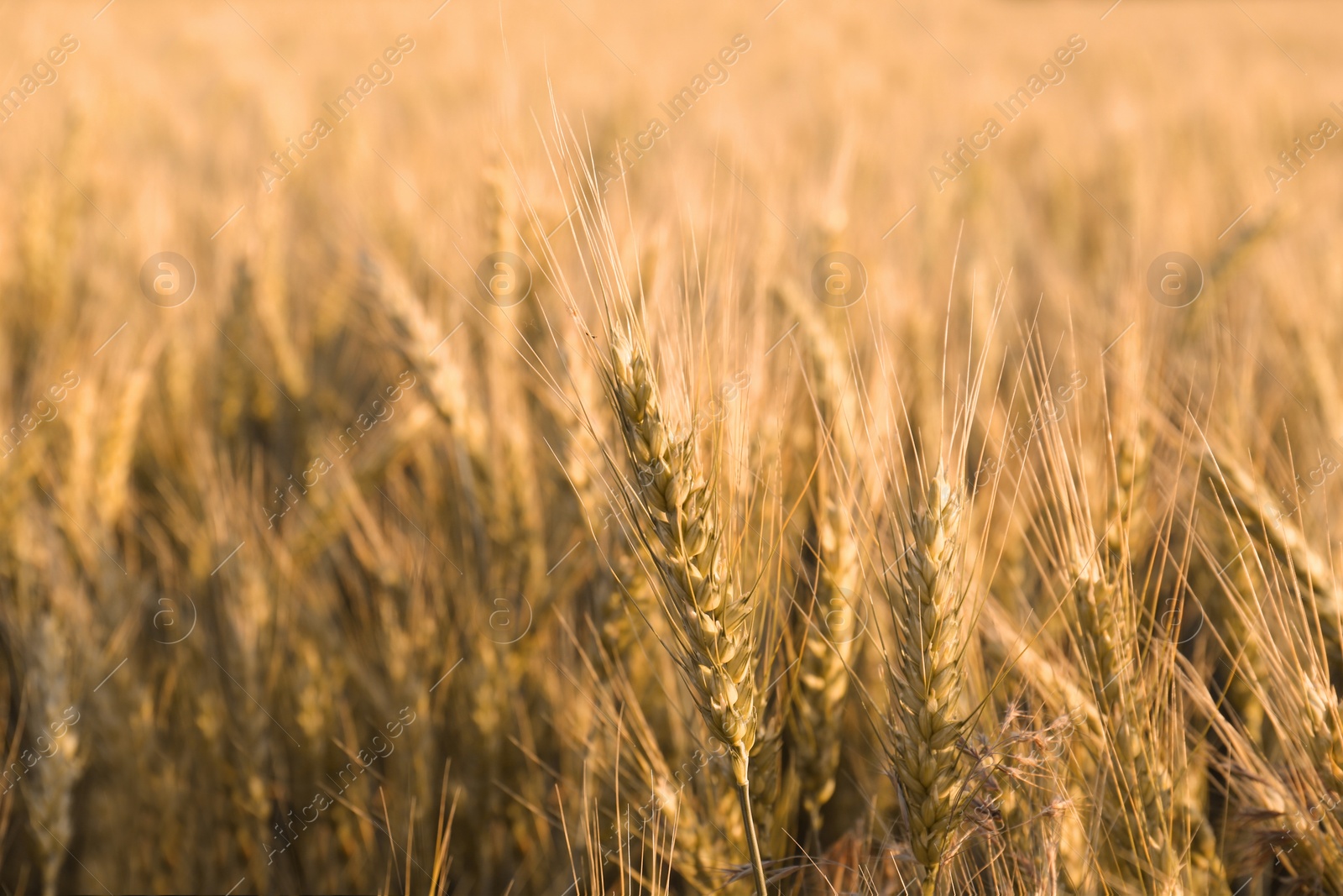 Photo of Beautiful agricultural field with ripening wheat, closeup