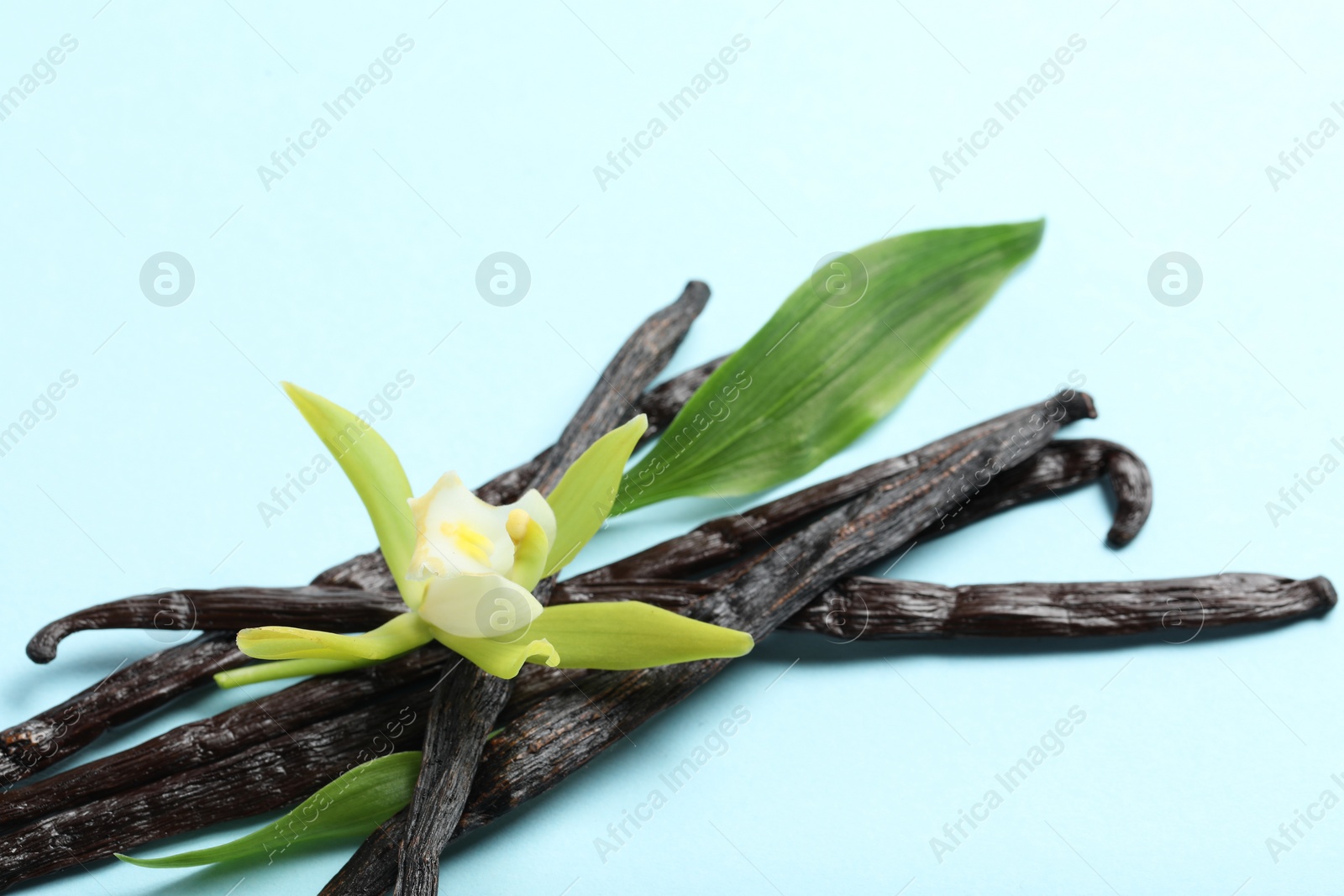 Photo of Vanilla pods, beautiful flower and green leaves on light blue background, closeup