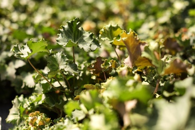 Closeup view of green creeping plant outdoors