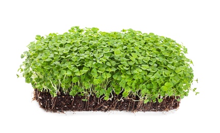 Photo of Fresh organic microgreen seeds on white background