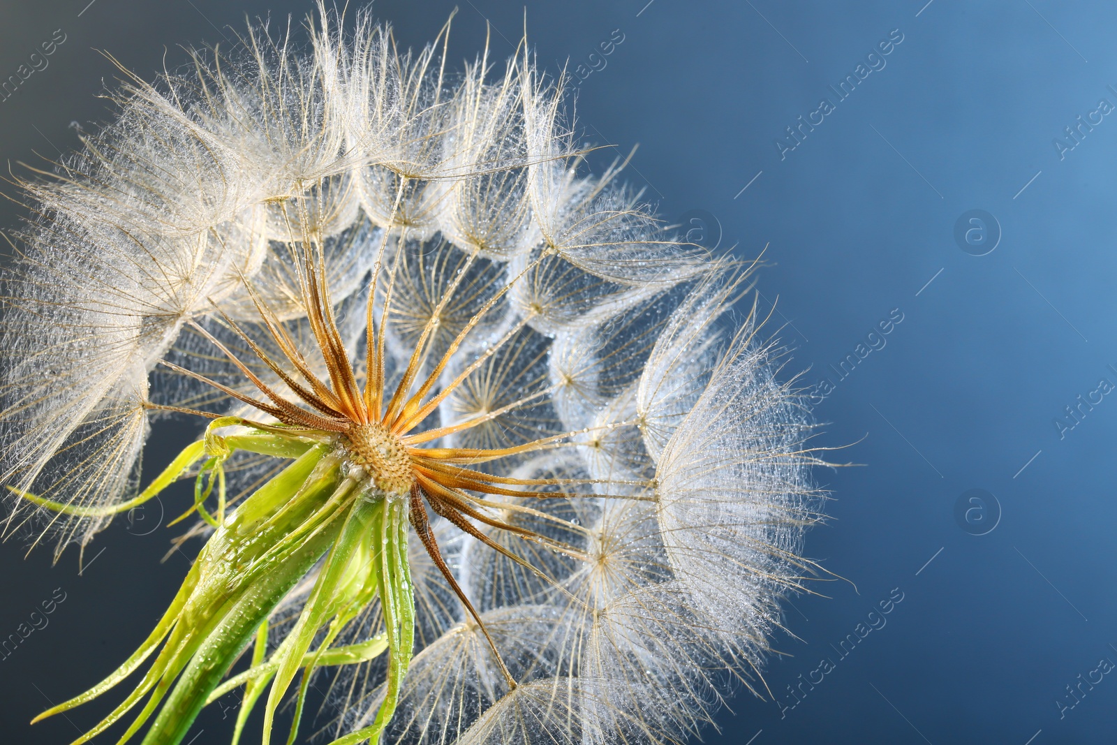 Photo of Dandelion seed head with dew drops on color background, close up